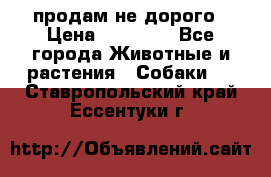 продам не дорого › Цена ­ 10 000 - Все города Животные и растения » Собаки   . Ставропольский край,Ессентуки г.